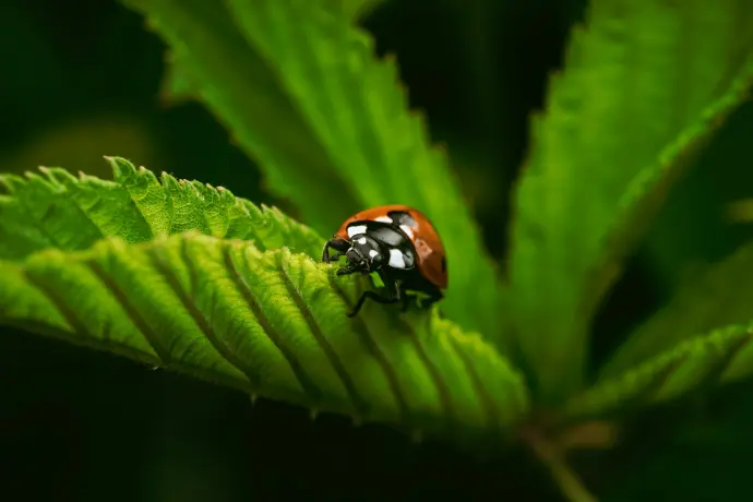 a lady bug sitting on top of a green leaf